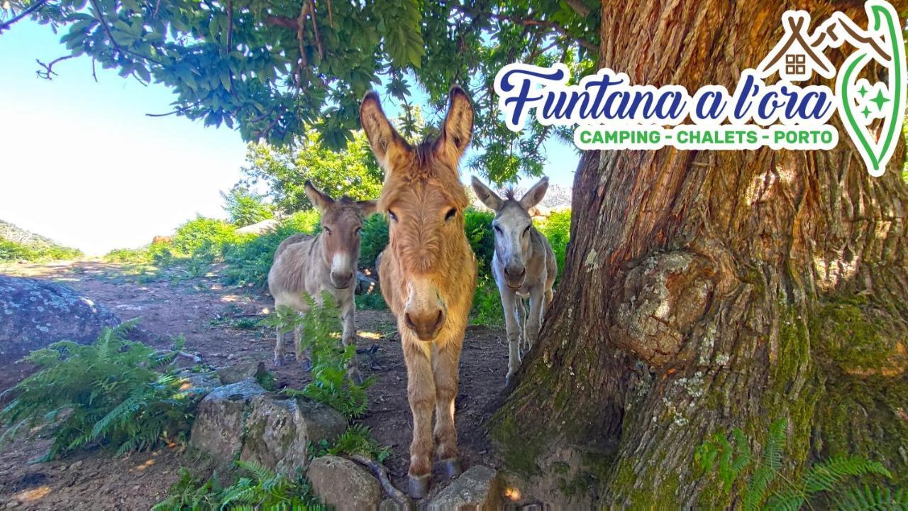 Funtana A L'Ora Hotel Porto  Ngoại thất bức ảnh